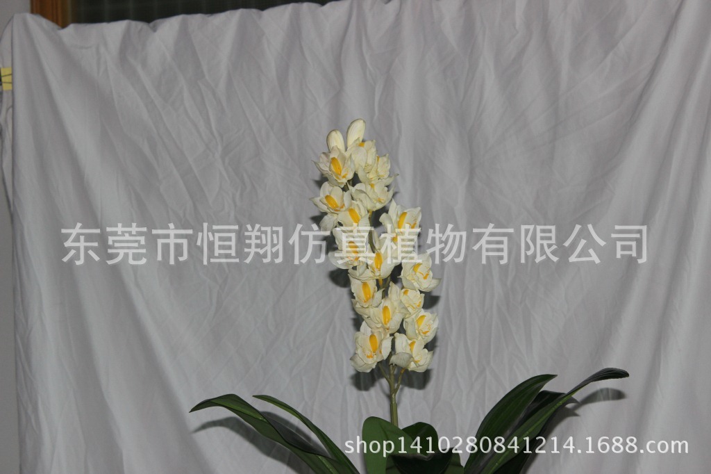 兰花树05