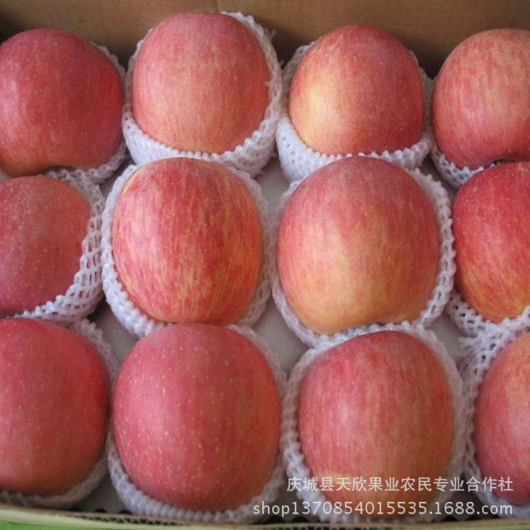 【营养最高的苹果庆阳苹果产地货源直销红富士