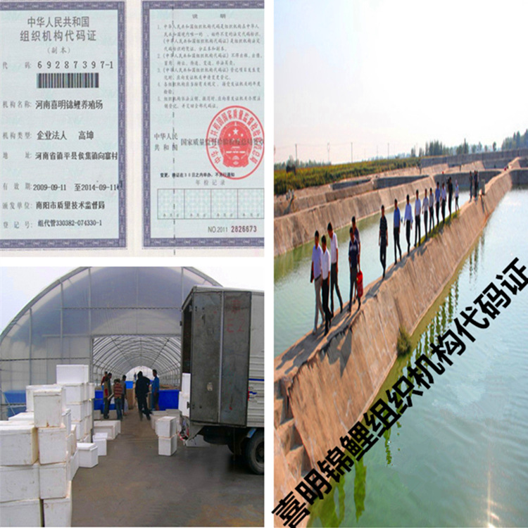 喜明锦鲤组织机构代码证