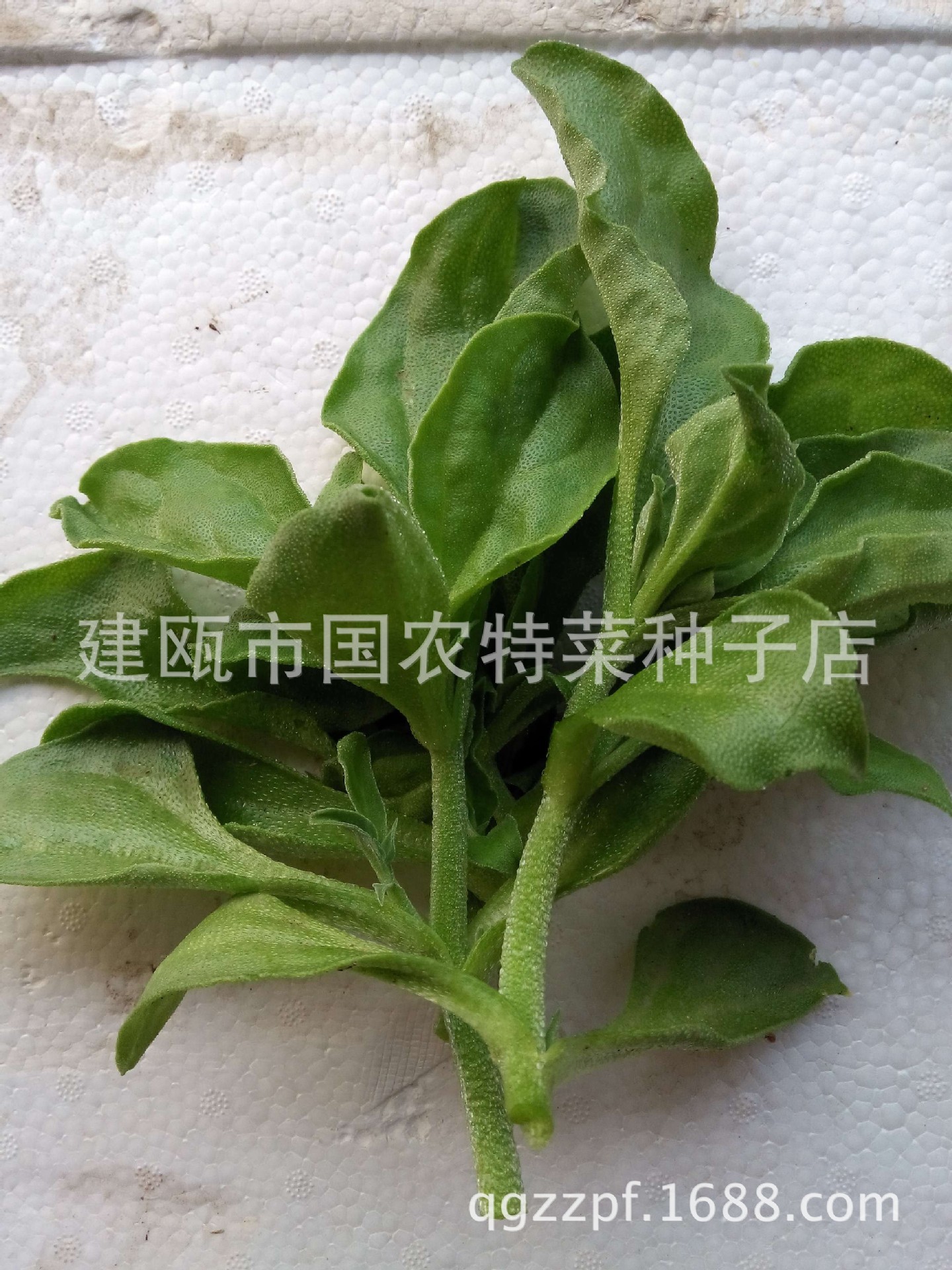 特菜种子 非洲冰草种子 水晶冰菜种子 阳台盆栽蔬菜种子