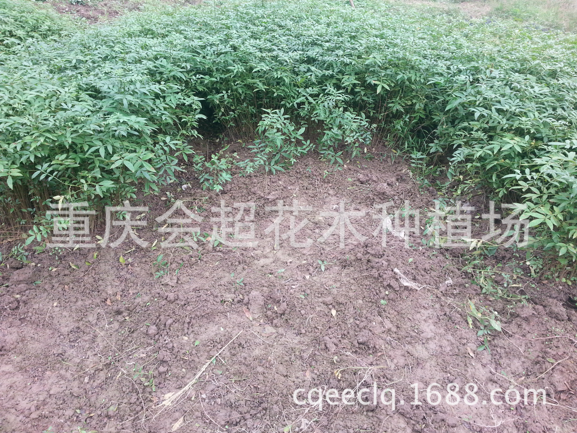 ... 叶青花椒苗 袋装花椒苗 量大从优 重庆会超花木种植
