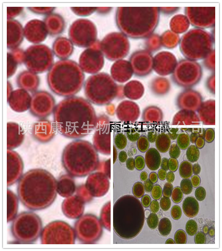 5 3 雨生红球藻抗氧化 医药化妆品原料