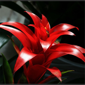 室内盆栽-红星高照\/鸿运当头(空气凤梨)\/净化空