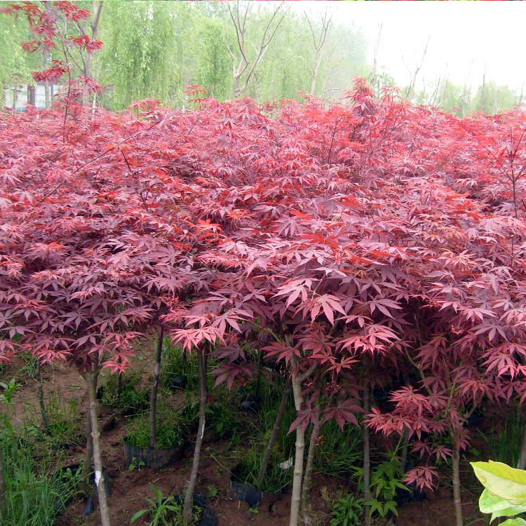 【批发 日本红枫树苗 小苗 红枫苗 绿化工程苗