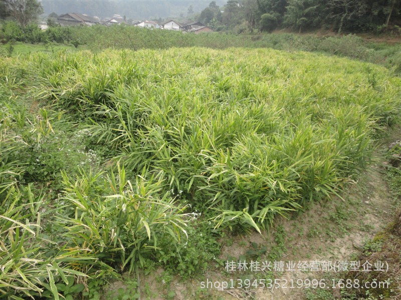 姜-中药鲜姜黄姜蔬菜有机生姜药引子兔肉上海老土v中药图片