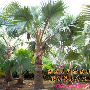 扇子树