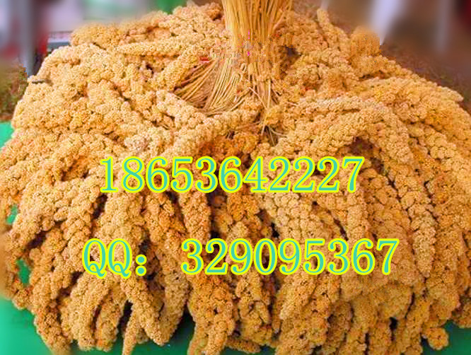 以 辽宁 山东 安丘 和 临朐 上林 ...