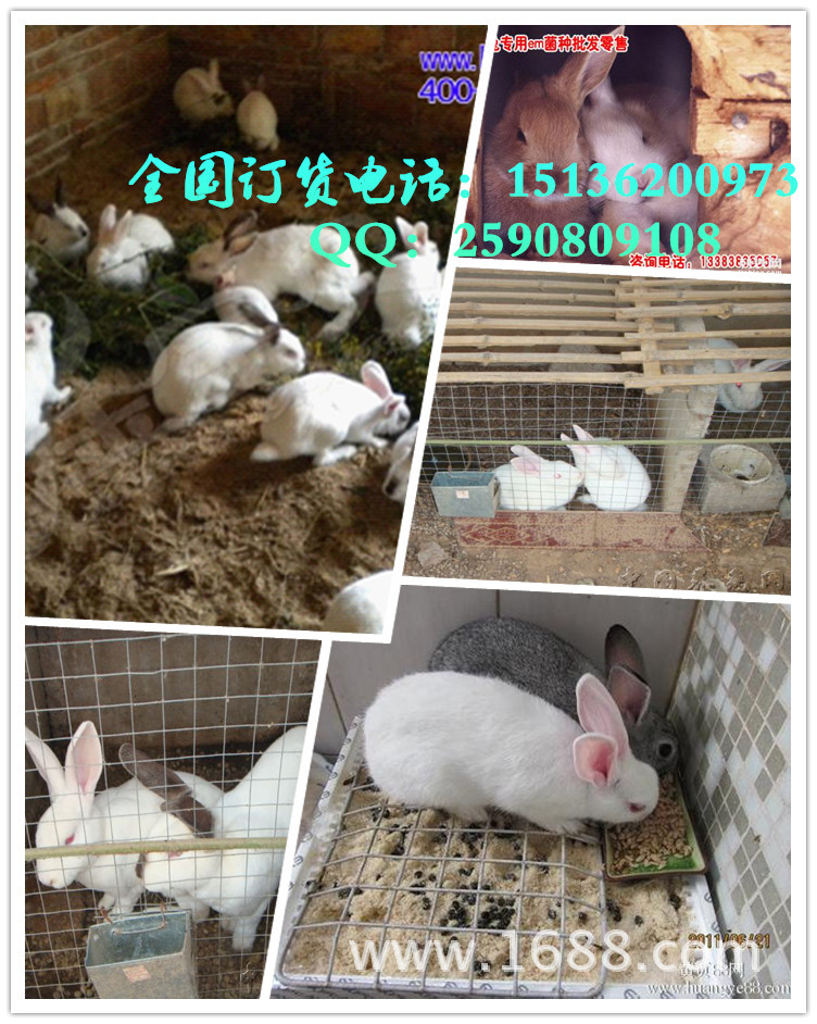 发酵床养兔可以节约成本吗