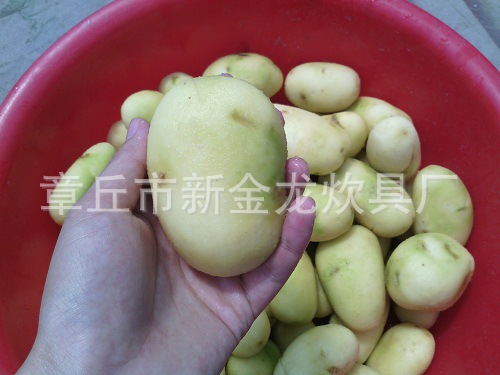 TP系列土豆芋头脱皮机