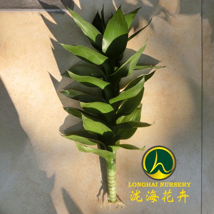 CIMG4038_副本_副本