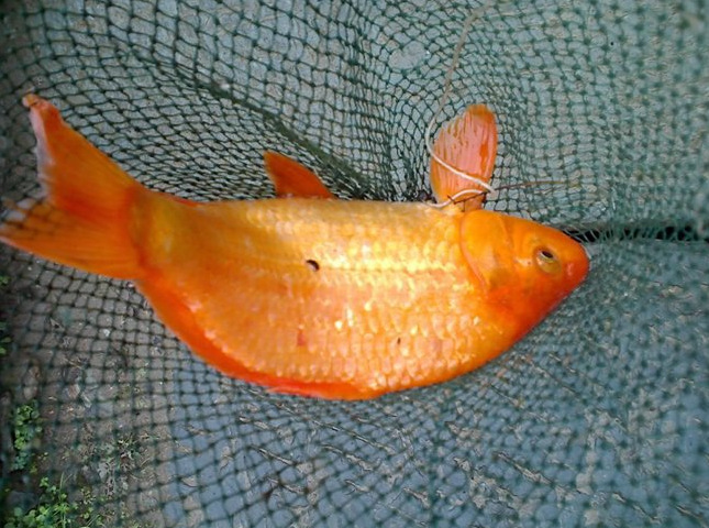 鲤鱼苗-3至8厘米的小鲤鱼苗--阿里巴巴采购平