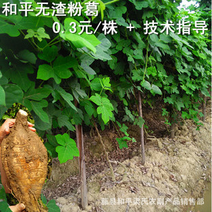 广西藤县和平4号苗粉葛种苗高产葛根苗提供种植技术