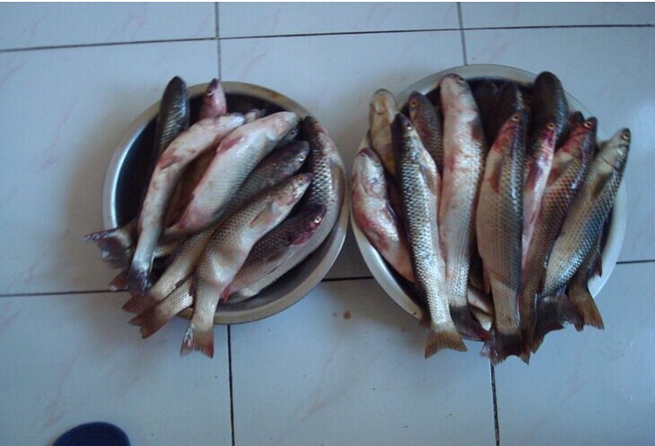 乌头鱼 鲜活海产品厂家直销沙梭鱼,冷冻冻沙梭鱼批发