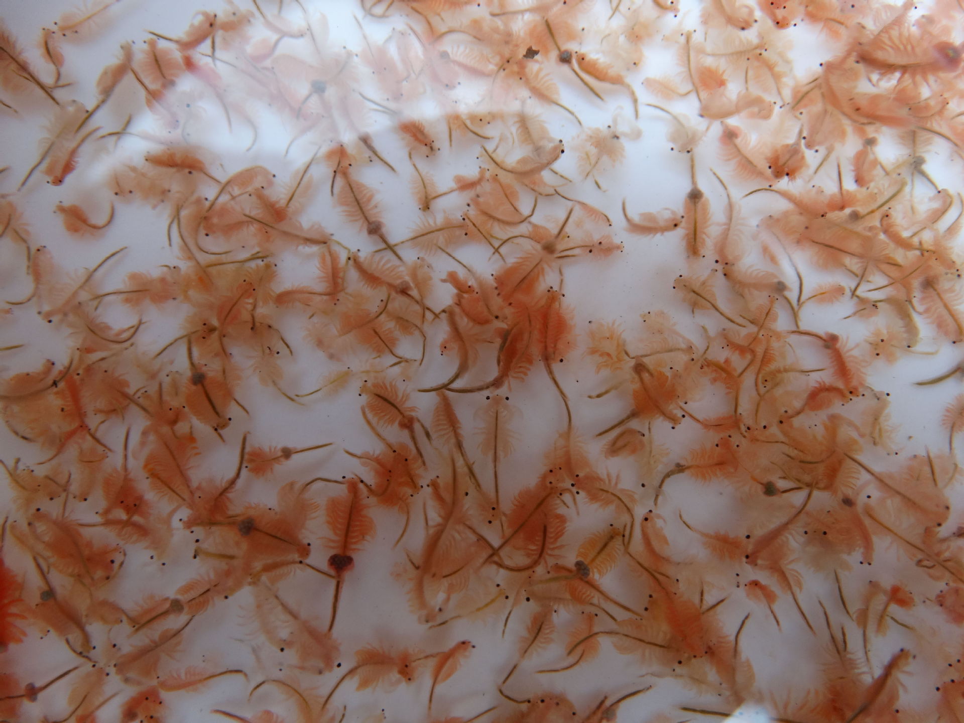 杂卤石硫酸盐矿物 促进黑水虻幼虫生长 - 农牧世界