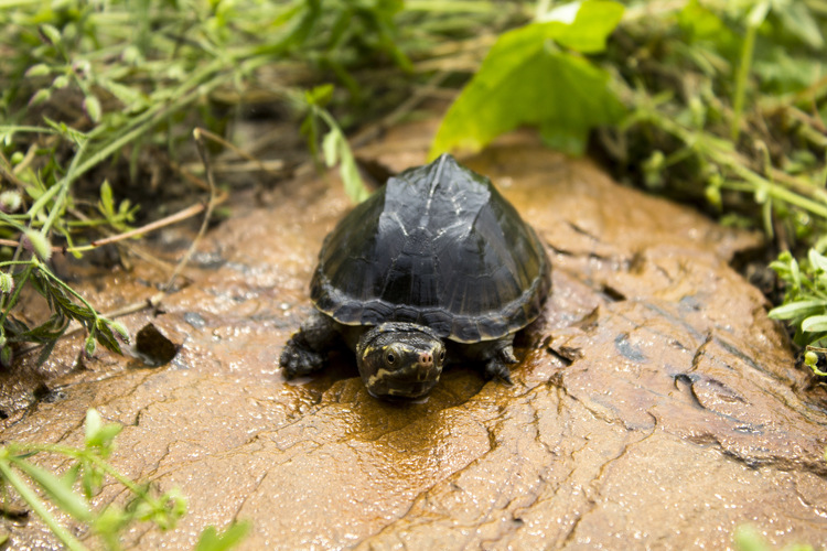 麝香龟 背甲4-5cm 宠物观赏深水乌龟 蛋龟活体
