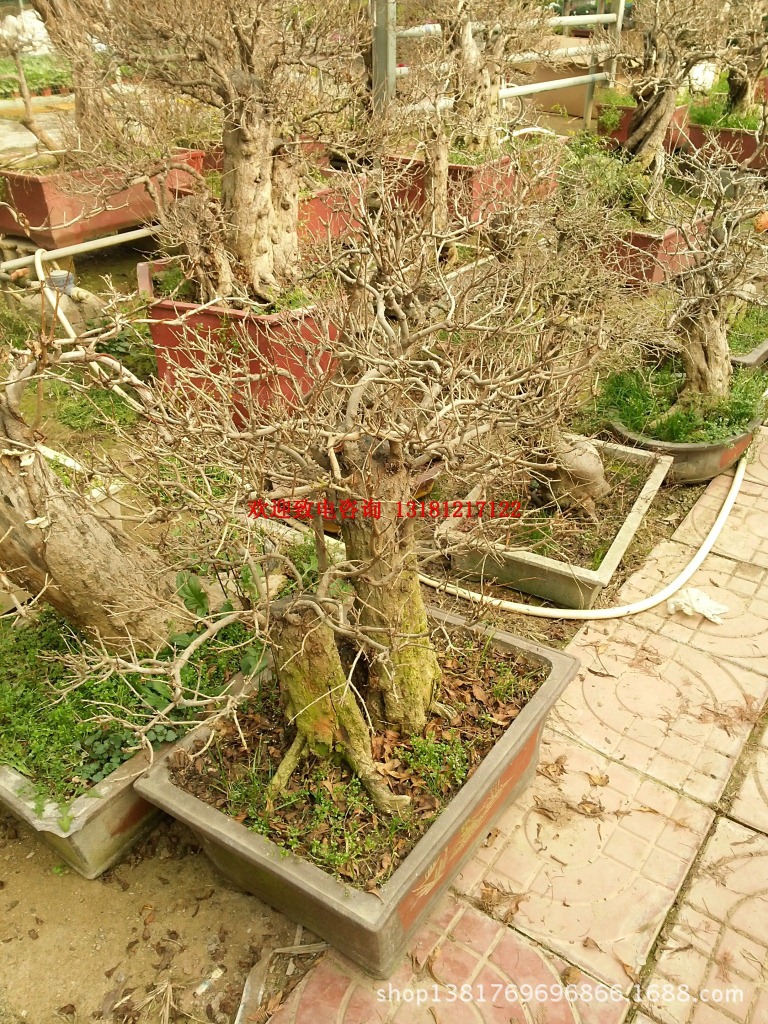 便宜供应 百年老石榴树盆景 矮化石榴大树盆景 造型好看 价格便宜