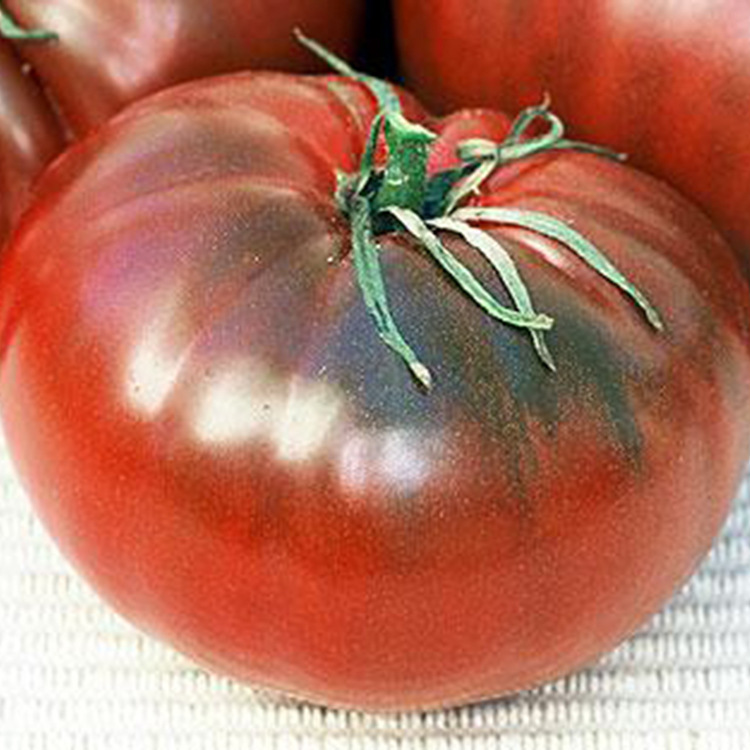 白瓜-洋香瓜黄瓜蔬菜伊丽莎白,黄皮,丰田,白瓜