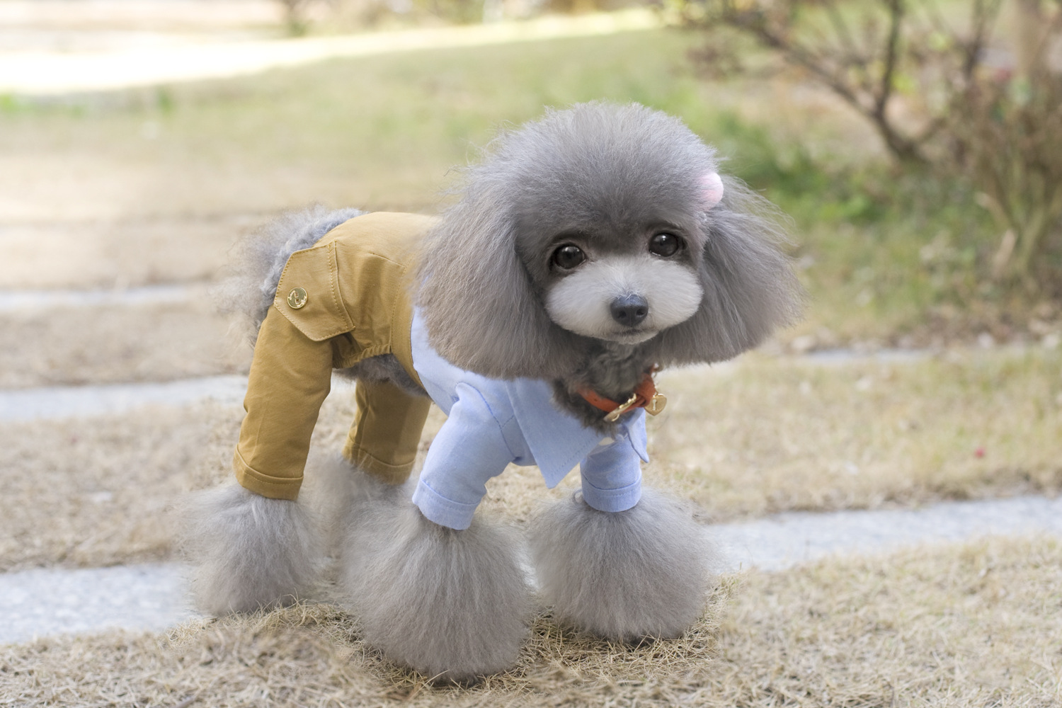 批发采购狗狗服装服饰-狗裤子宠物裤子遍绳背带裤泰迪衣服小型犬衣服