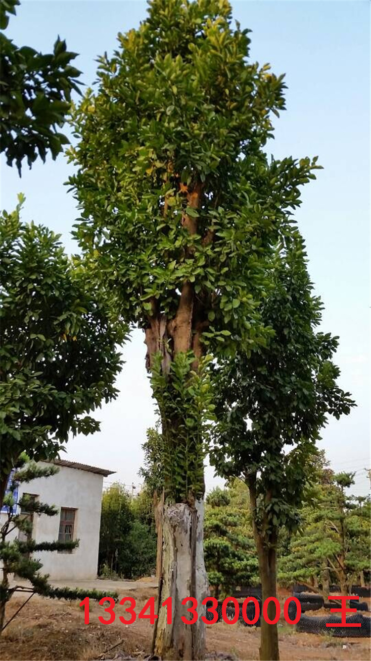 苗农种植户出售香泡又名柚子树绿化景观树果可食科学养护