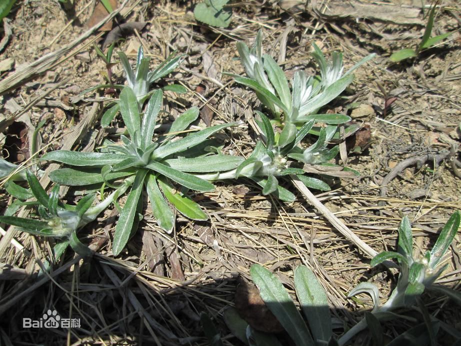 本公司直供天然植物中药材 天青地白 解表清热明目利尿治疗感冒药