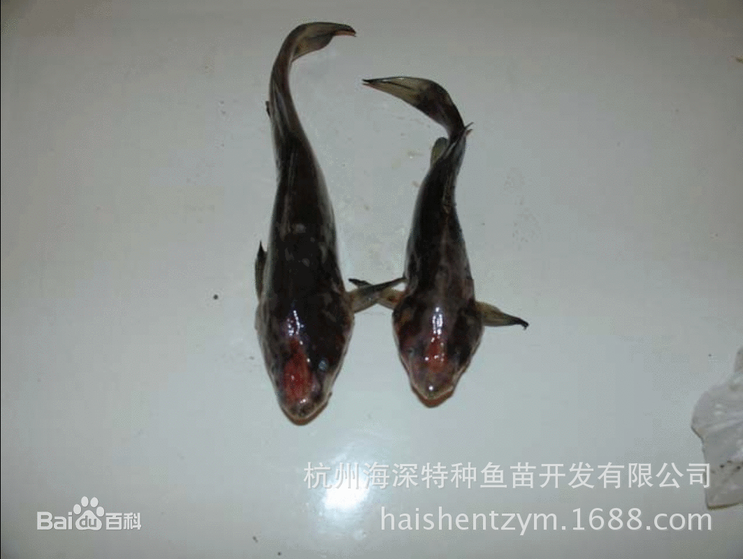黑鮰鱼 杭州海深养殖特种淡水鱼 大量批发送货到家可议价