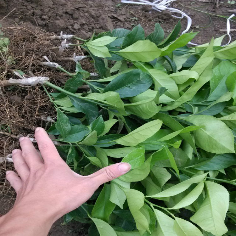 【农场供应】批发供应果树苗 柠檬树苗 柠檬树