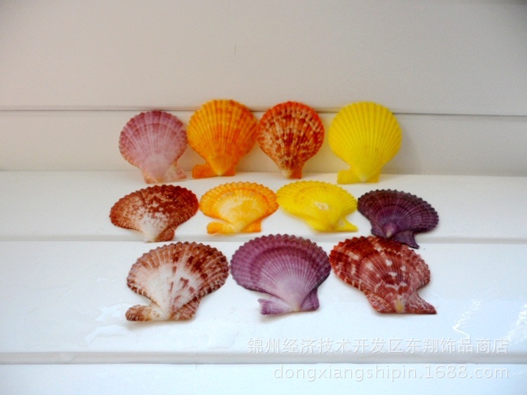 天然海螺贝壳工艺品 白贝壳 创意礼品家居装饰工艺品 采购1元10片
