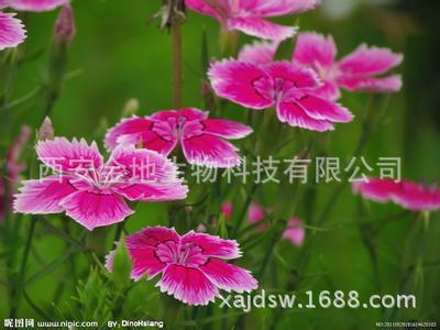 石竹-求购东莞南城区石竹新花园附近二手房90