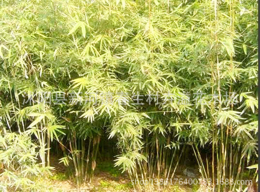 竹类植物-自产自销 批发金镶玉竹 北方耐寒竹子