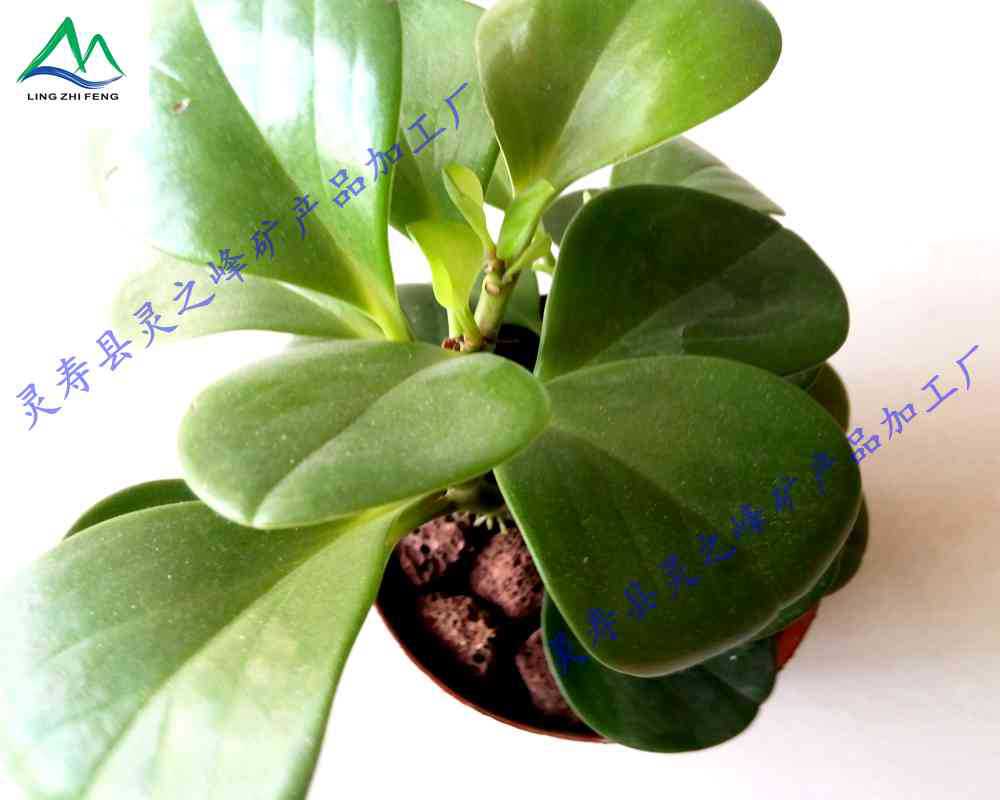 IMG_20140306_102934_副本