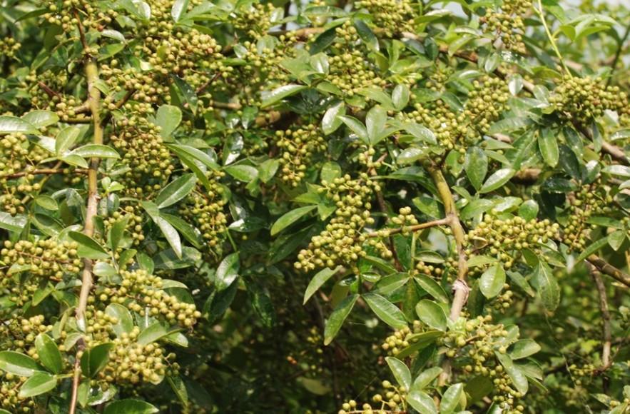 果树-求购嫁接橄榄地苗、龙眼、荔枝、大树菠