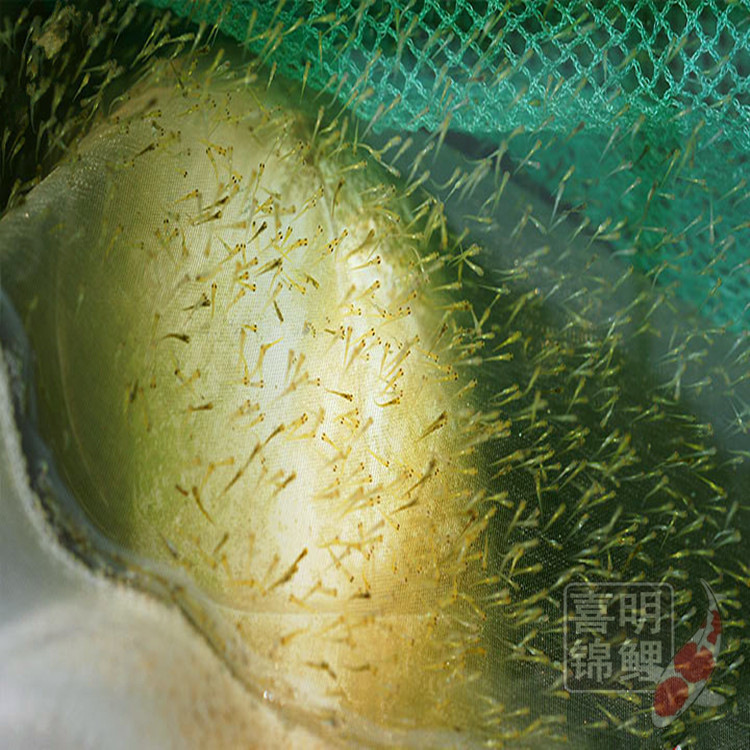 锦鲤水花1