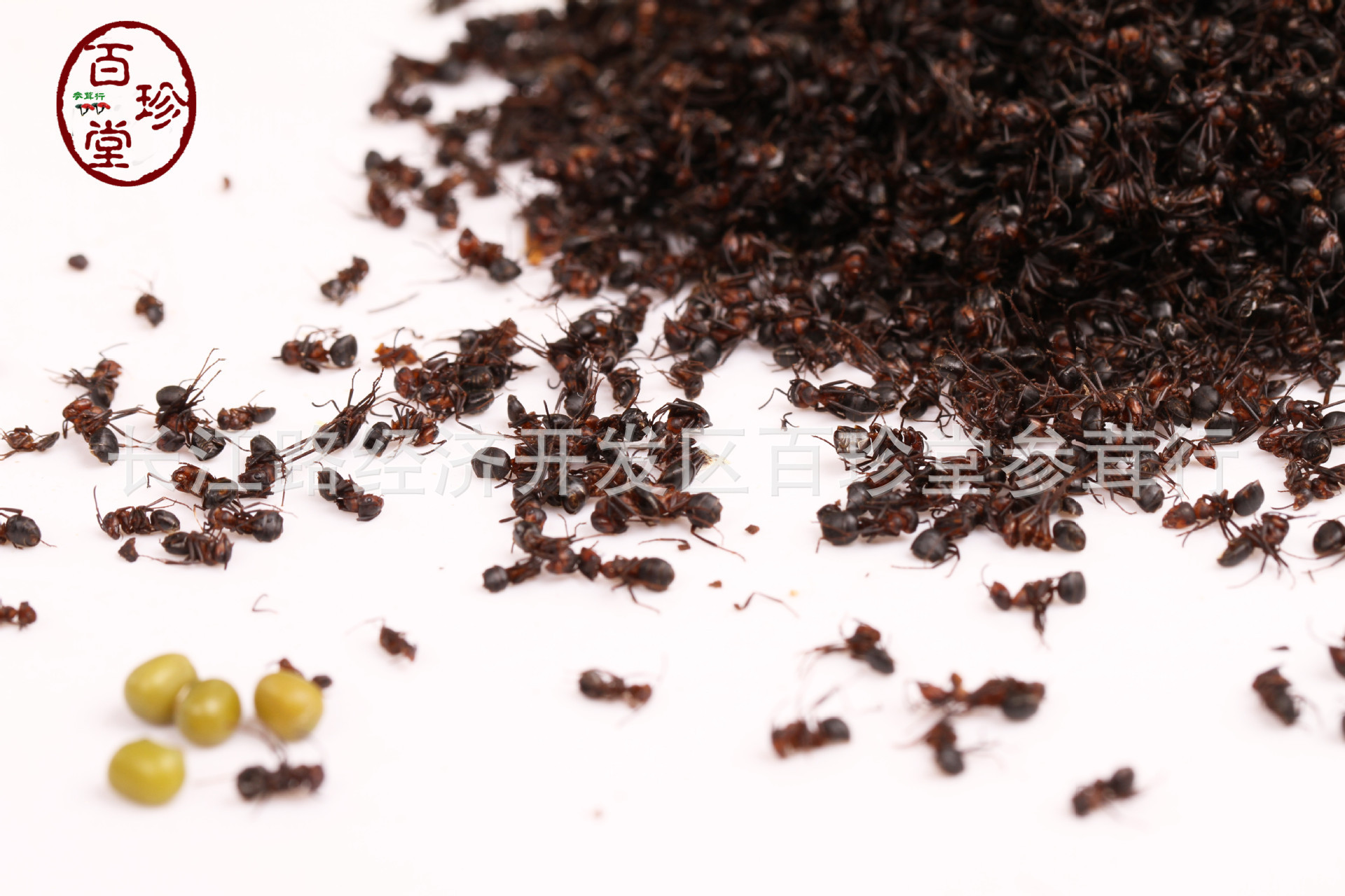 蚂蚁批发 长白山黑蚁大个拟黑多刺 玄驹补肾去湿 100g