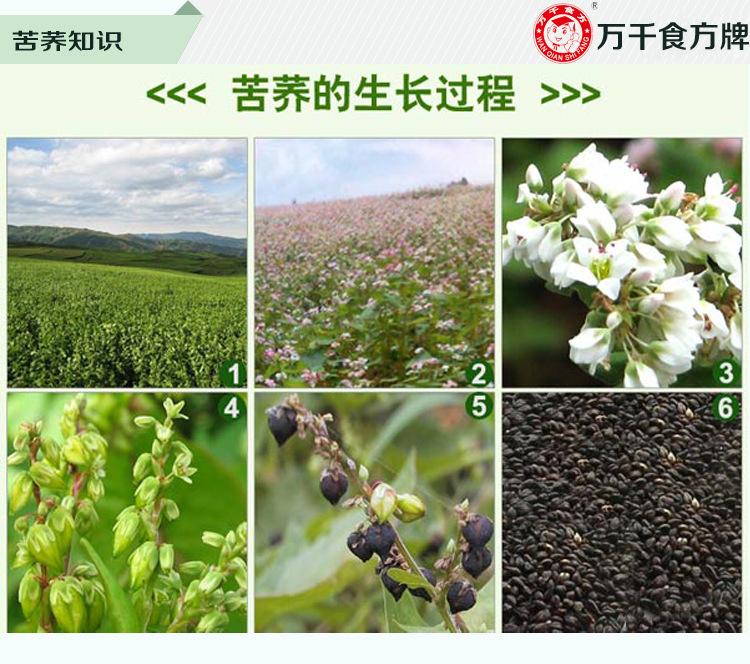 苦荞茶黄苦荞袋装花茶100g诚招全国代理花草茶厂