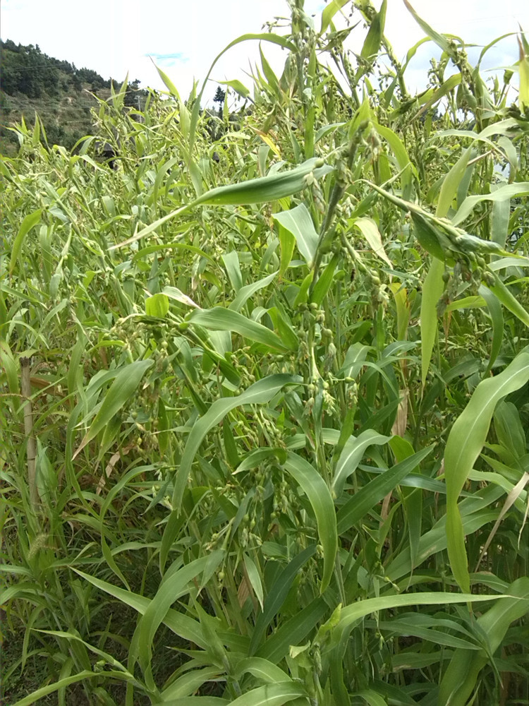 薏仁米 五谷杂粮
