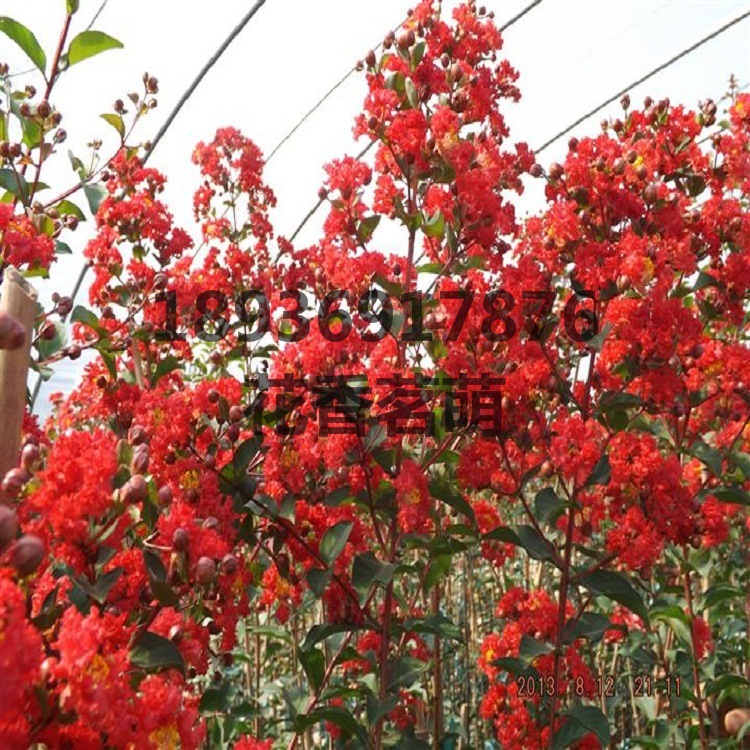 供应新红花紫薇 百日红 入惊儿树 满天红 红 红火球