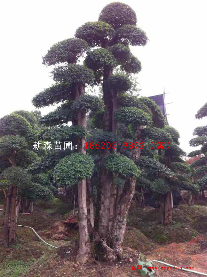 造型女贞景观树 湖南 广东苗圃基地直销 价格优惠
