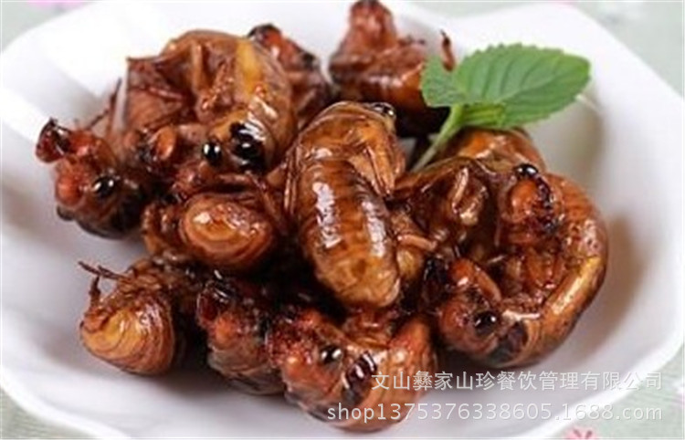 云南特产知了_批发云南特产知了天然昆虫以实