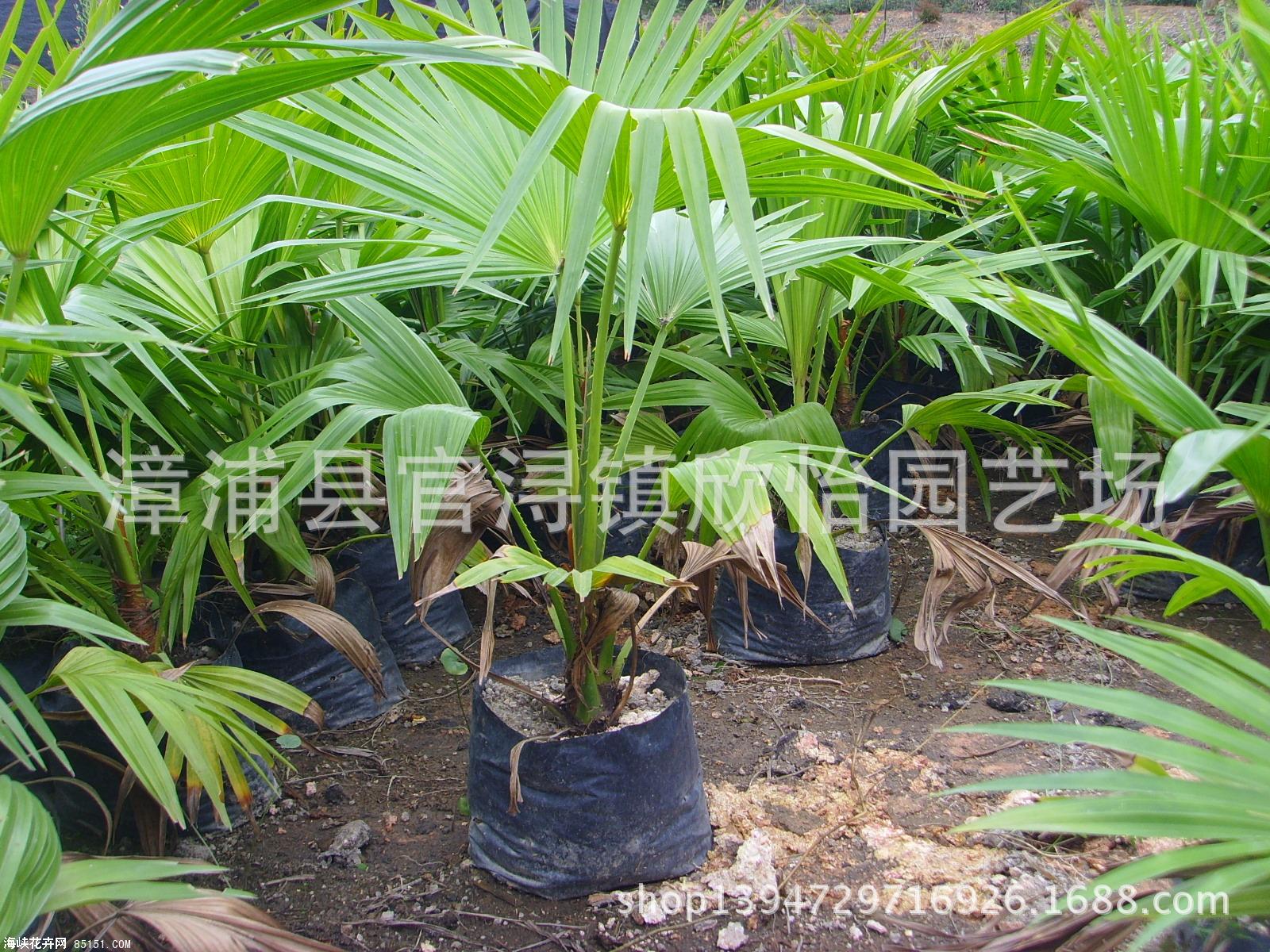 批发采购蒲葵,(蒲葵1—5米)矮蒲葵,小蒲葵价格