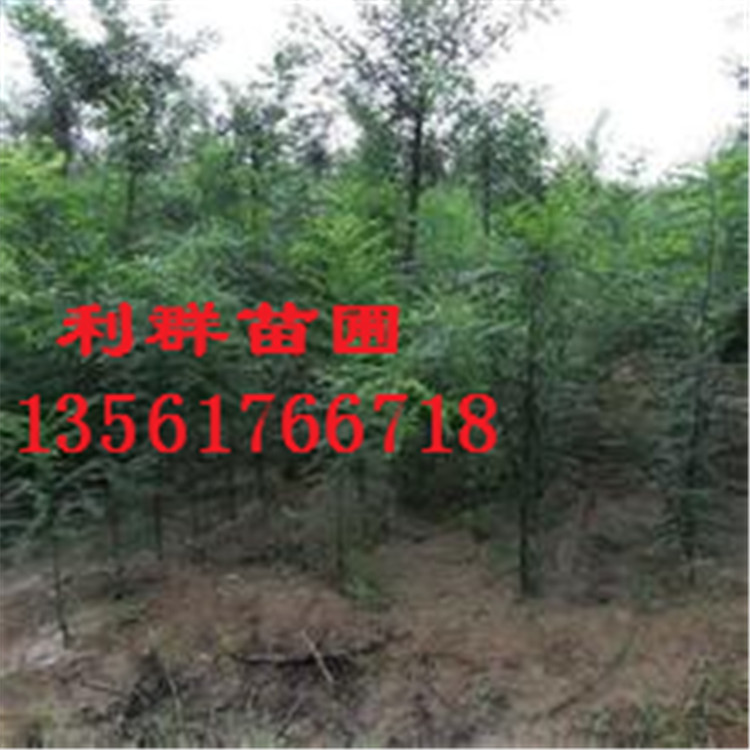 u=2086038275,3543249758&fm