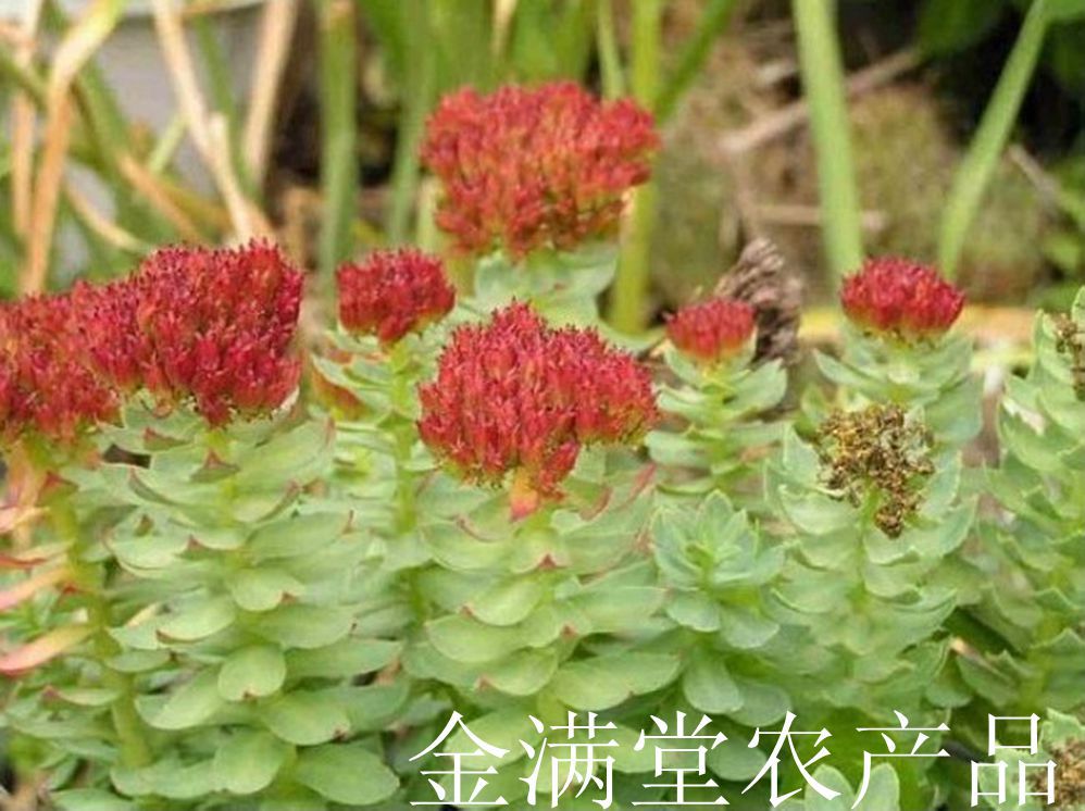 首页 农业 植物原药材 批发西藏特产 西藏大花红景天特级 增强免疫 抗