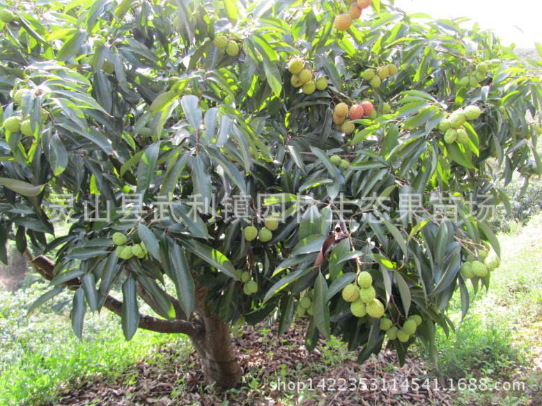 荔枝苗_果苗 果树苗 荔枝苗 桂味荔枝苗 正品嫁