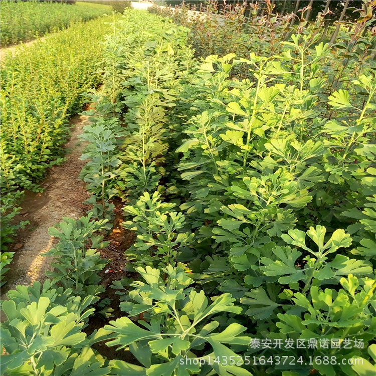 银杏树苗_山东银杏树苗好哪里便宜品种好抗菌