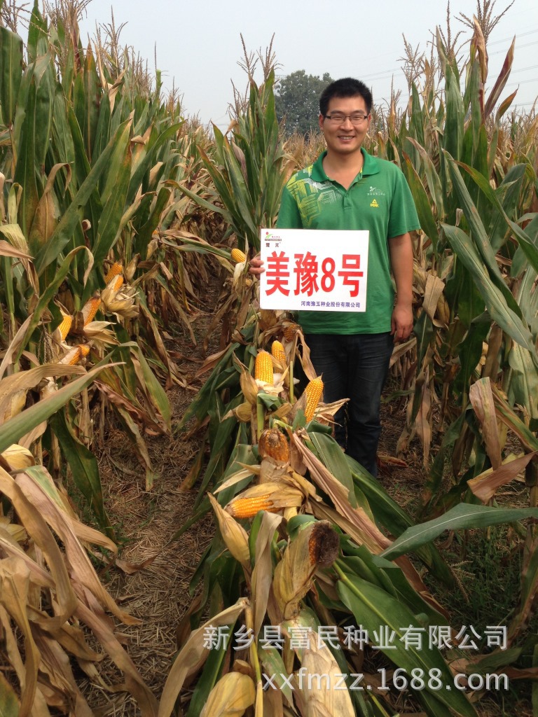 种子 玉米种子 高产玉米品种 美豫8号 公司直销