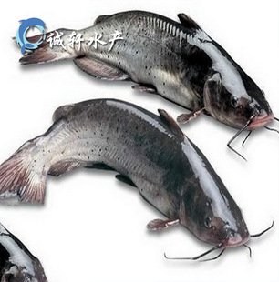 淡水鱼类养殖