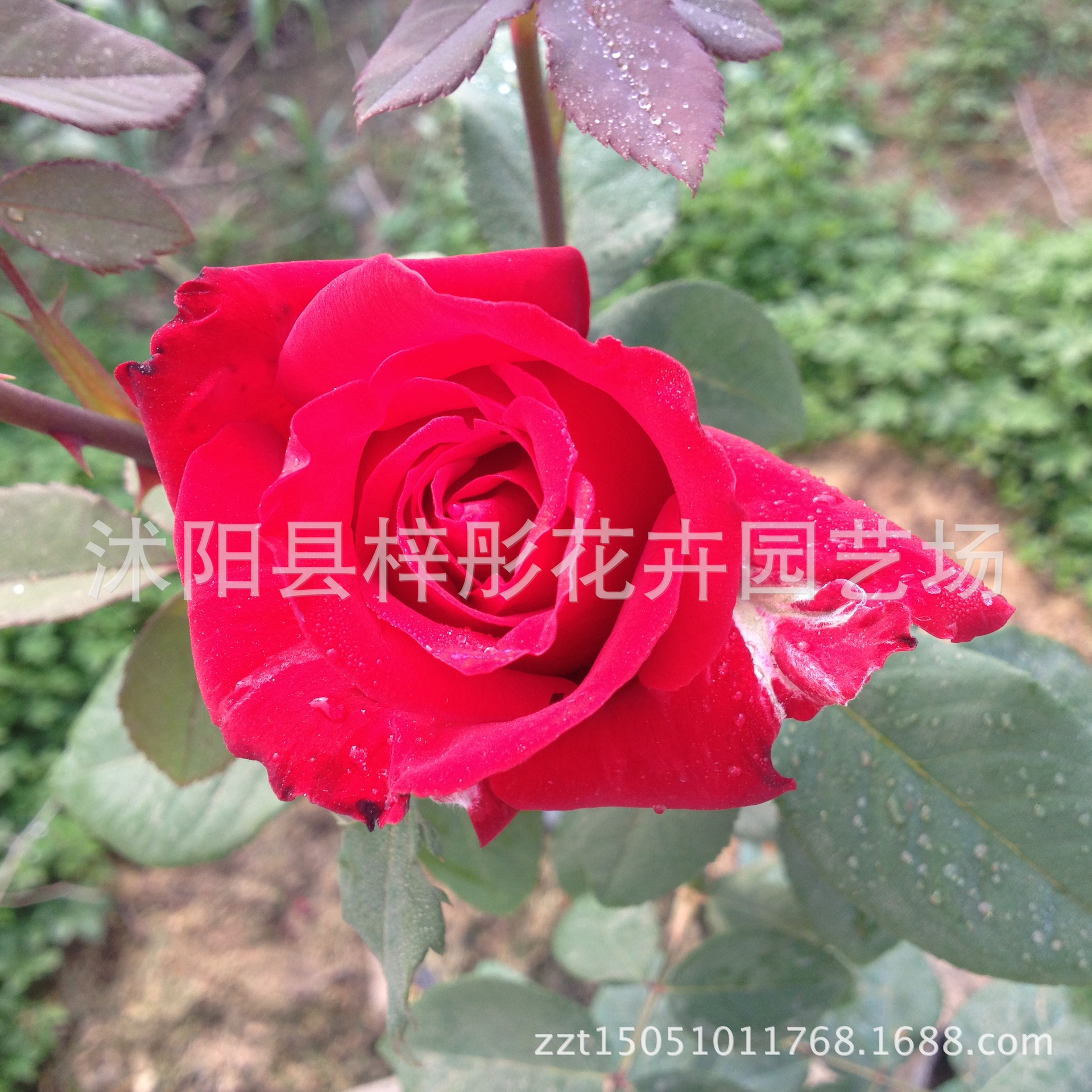 批发丰花月季 大花香水月季 盆栽花卉 庭院种植 蔷薇植物 易养活