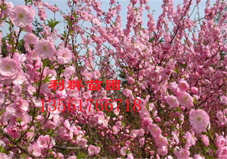 QQ图片20141219140718