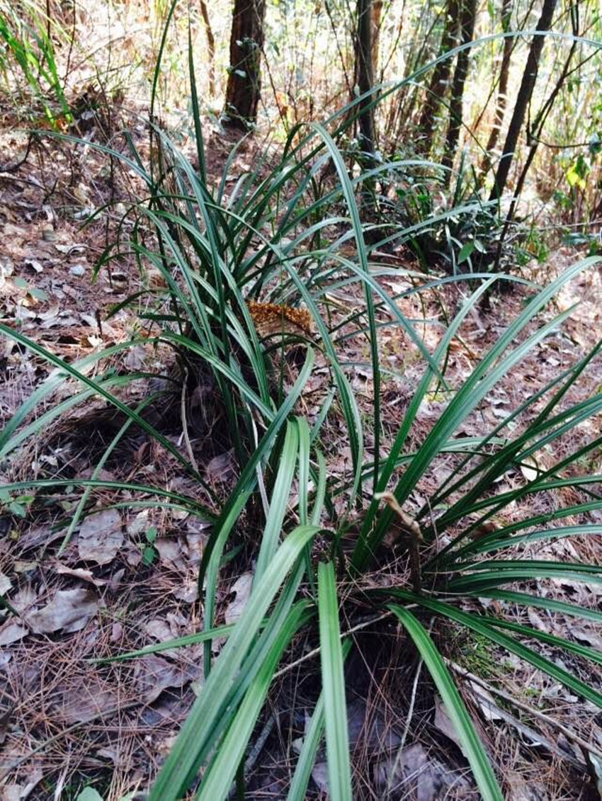 批发 野下山蕙兰春兰 兰花苗 植物花卉绿植盆栽 室内办公室盆景