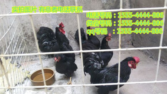 元宝鸡甘肃省出售 甘肃省养殖元宝鸡 元宝鸡价格