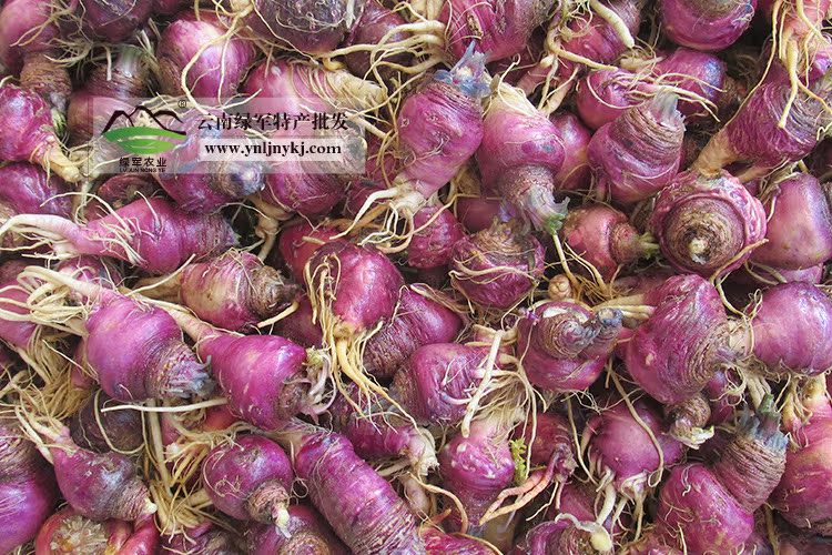 新鲜紫玛卡 新鲜蔬菜 野生蔬菜 云南天然野菜云南特产